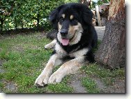 Str� domu