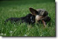 Jork��rsk� terier, Yorkshire Terrier,