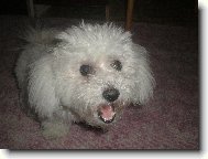 Bichon � poil fris�, Bichon Frise