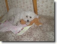 Bichon � poil fris�, Bichon Frise