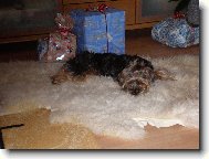 Jork��rsk� terier, Yorkshire Terrier,
