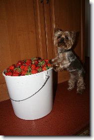 Jork��rsk� terier, Yorkshire Terrier,