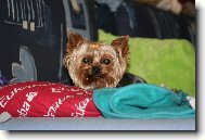 Jork��rsk� terier, Yorkshire Terrier,