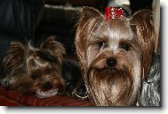 Jork��rsk� terier, Yorkshire Terrier,