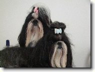 �icu, Shih-Tzu