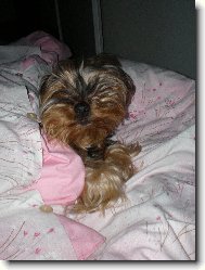 Jork��rsk� terier, Yorkshire Terrier,