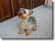 Jork��rsk� terier, Yorkshire Terrier,
