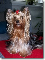 Jork��rsk� terier, Yorkshire Terrier,