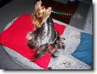 Jork��rsk� terier, Yorkshire Terrier,