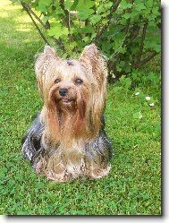 Jork��rsk� terier, Yorkshire Terrier,