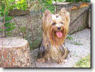 Jork��rsk� terier, Yorkshire Terrier,