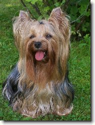 Jork��rsk� terier, Yorkshire Terrier,
