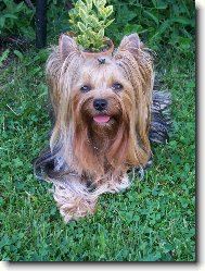 Jork��rsk� terier, Yorkshire Terrier,