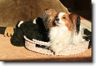 Continental Toy Spaniel