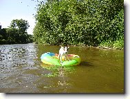 Parson Russel Terrier