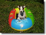 Parson Russel Terrier
