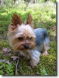 Jork��rsk� terier, Yorkshire Terrier,