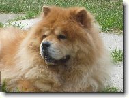 Chow Chow