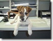 Parson Russel Terrier