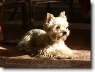 Jork��rsk� terier, Yorkshire Terrier,