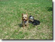 Jork��rsk� terier, Yorkshire Terrier,