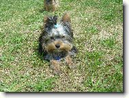 Jork��rsk� terier, Yorkshire Terrier,