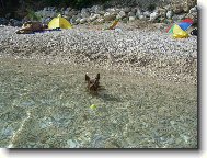 Jork��rsk� terier, Yorkshire Terrier,