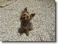 Jork��rsk� terier, Yorkshire Terrier,