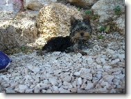 Jork��rsk� terier, Yorkshire Terrier,