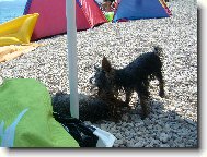 Jork��rsk� terier, Yorkshire Terrier,
