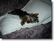 Jork��rsk� terier, Yorkshire Terrier,