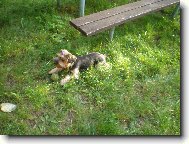 Jork��rsk� terier, Yorkshire Terrier,