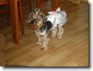 Jork��rsk� terier, Yorkshire Terrier,