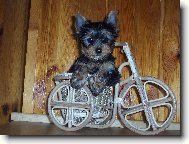 Jork��rsk� terier, Yorkshire Terrier,