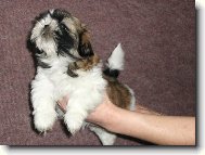 �icu, Shih-Tzu