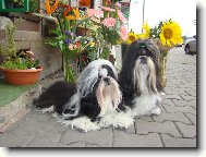 �icu, Shih-Tzu