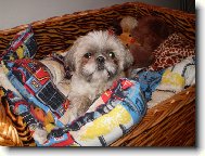�icu, Shih-Tzu