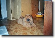 Chow Chow