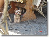 Jork��rsk� terier, Yorkshire Terrier,