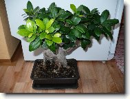 Ficus Retusa