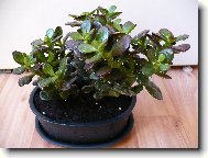 Crassula