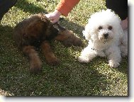 Bichon � poil fris�, Bichon Frise
