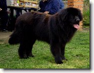 Newfoundland \(Dog standard\)