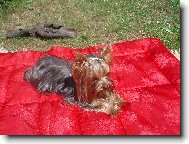 Jork��rsk� terier, Yorkshire Terrier,