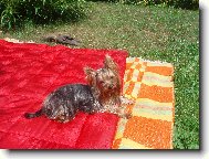 Jork��rsk� terier, Yorkshire Terrier,