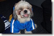 �icu, Shih-Tzu