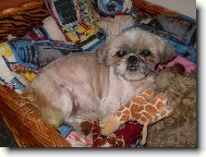 �icu, Shih-Tzu