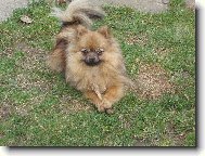 Deutscher spitz - Kleinspitz, German Spitz � Miniature Spitz