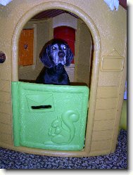 Deutscher Kurzhaariger Vorstehhund