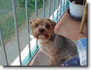 Jork��rsk� terier, Yorkshire Terrier,